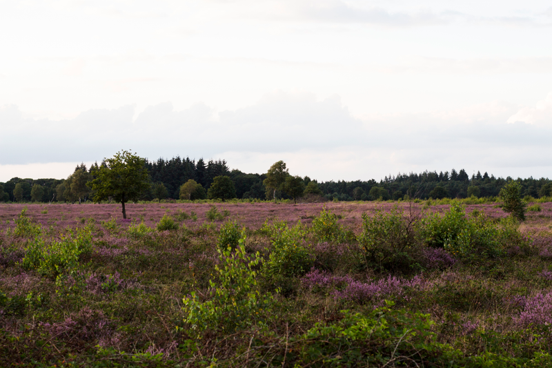 Illustration for article titled Heathlands in bloom